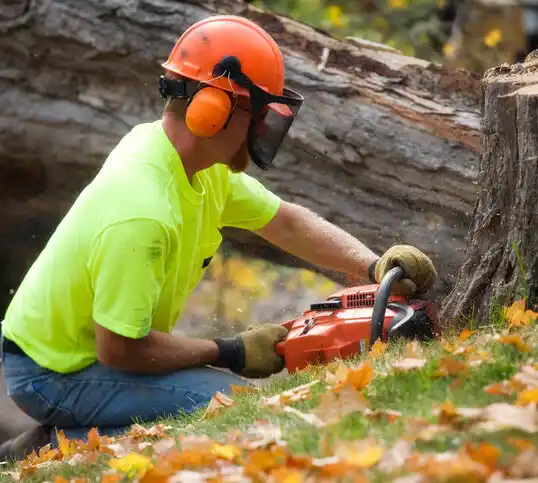 tree services Quincy